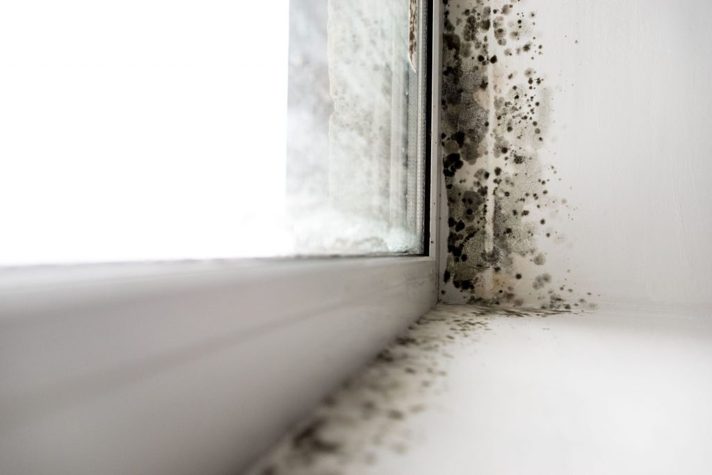 black mold, mold remediation